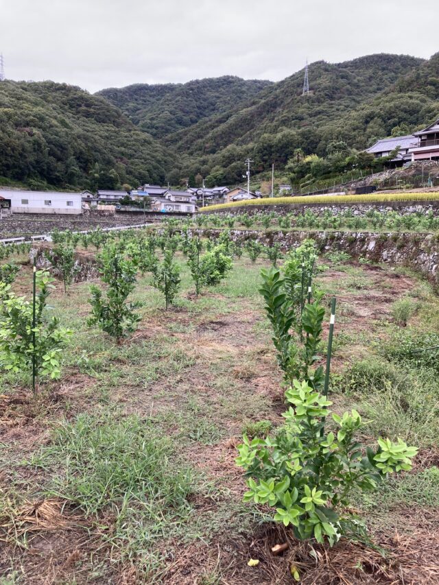 木谷圃場