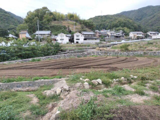 赤崎半島圃場