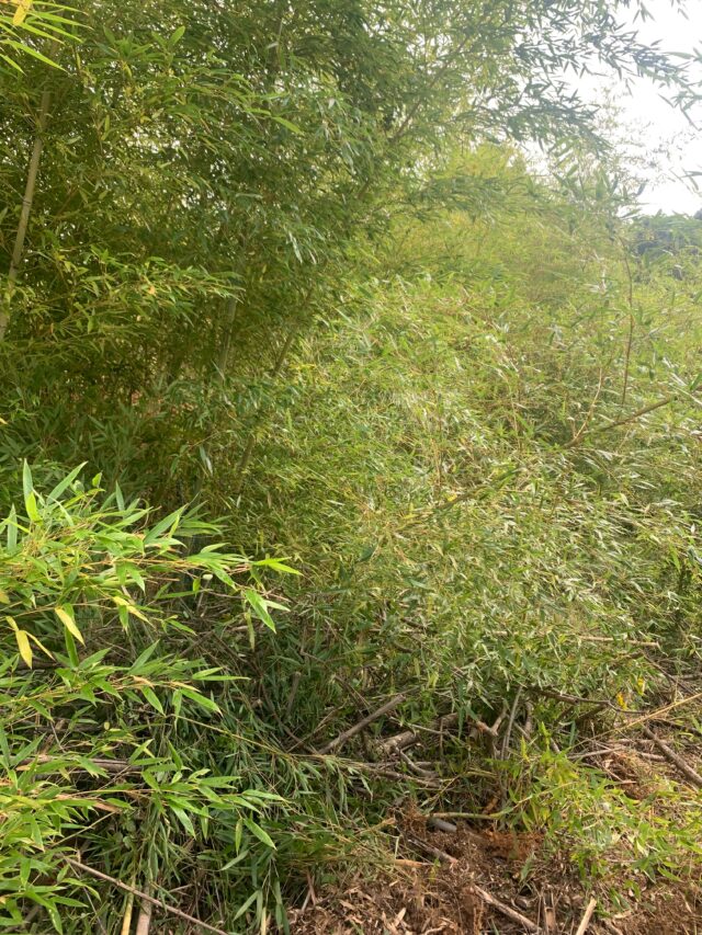 赤崎半島圃場