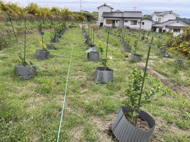 木谷圃場