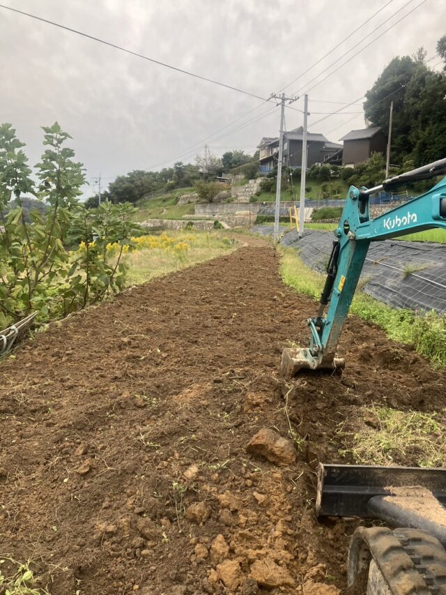 赤崎圃場