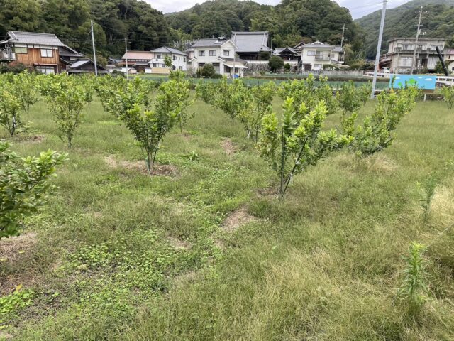 風早圃場