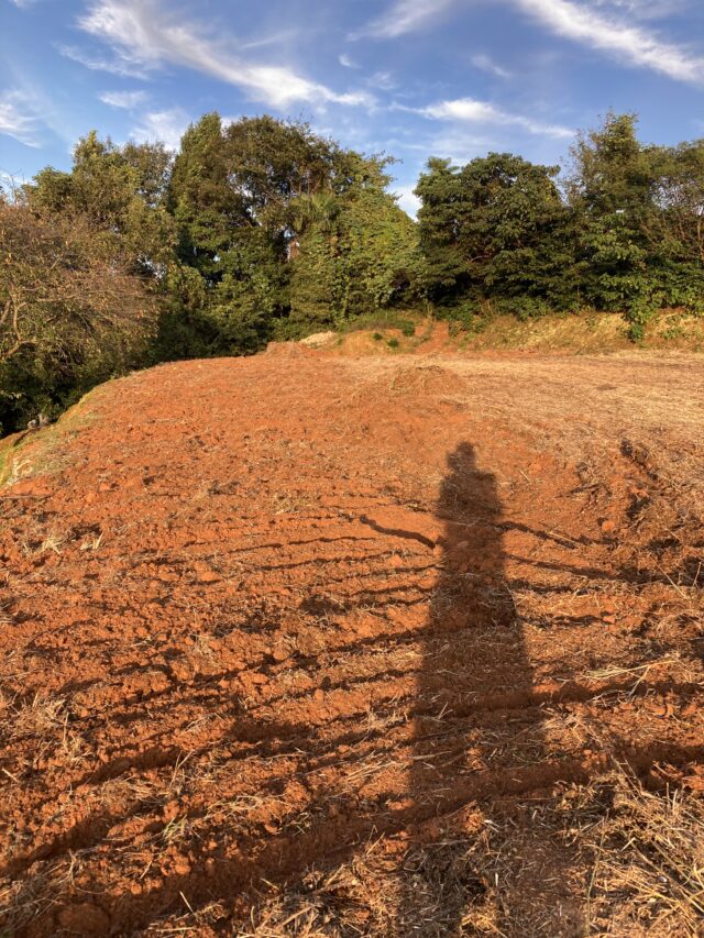 赤崎圃場