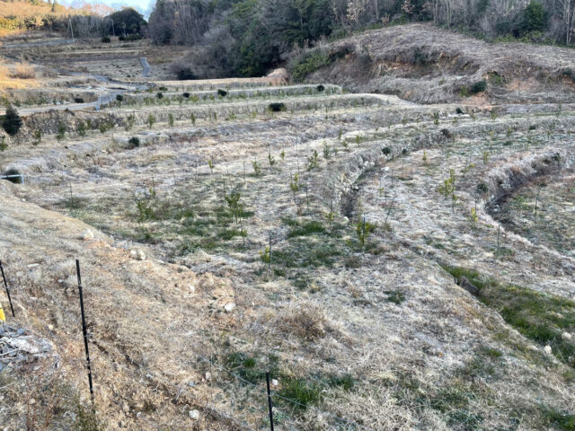 赤崎圃場