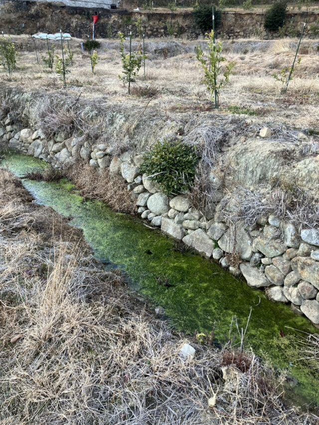 赤崎圃場