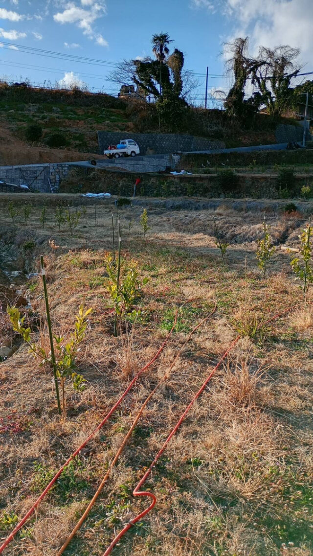 赤崎圃場