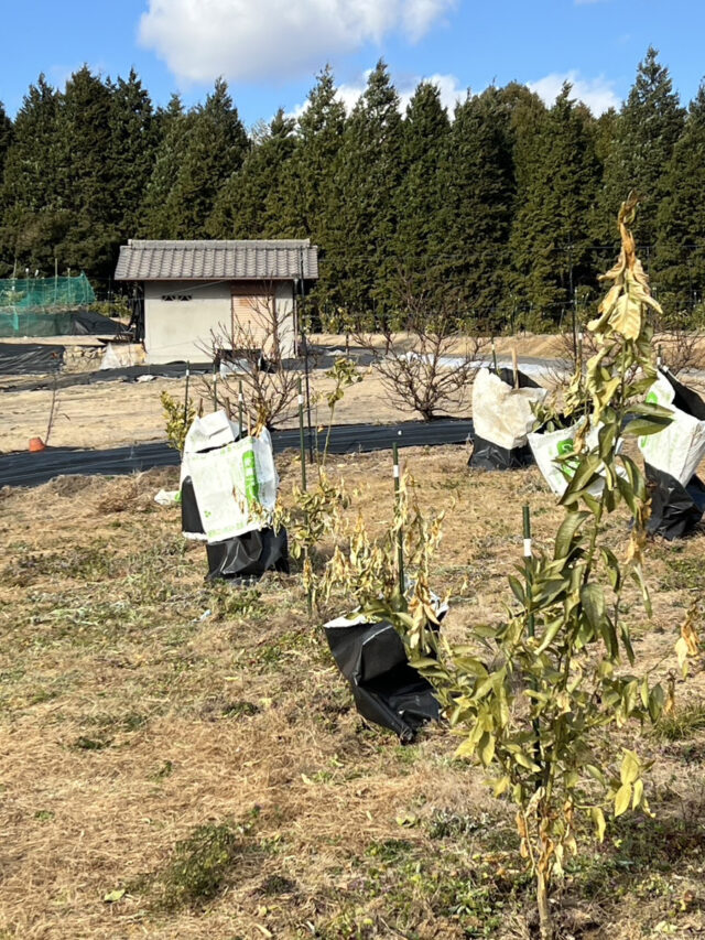 風早圃場