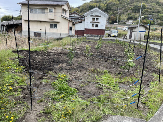 東吉名じゃがいも圃場