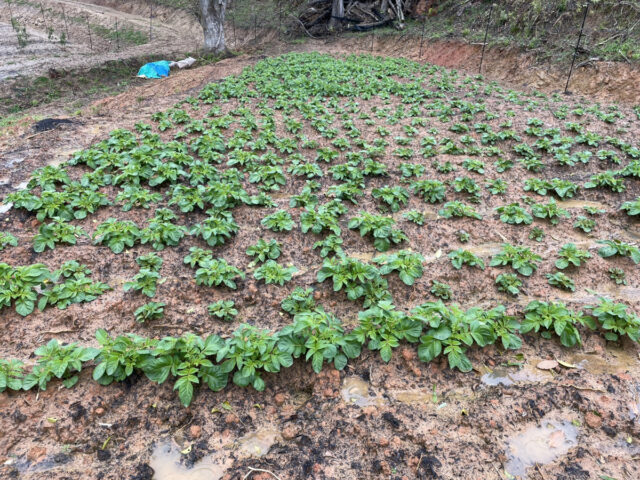 赤崎じゃがいも圃場