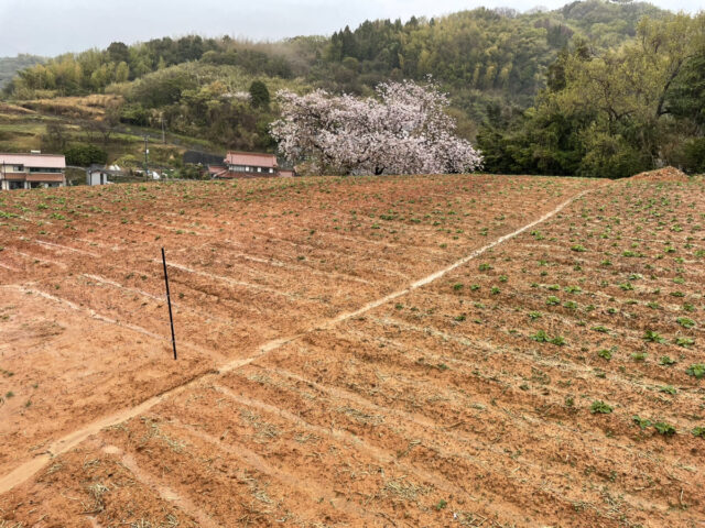 風早圃場