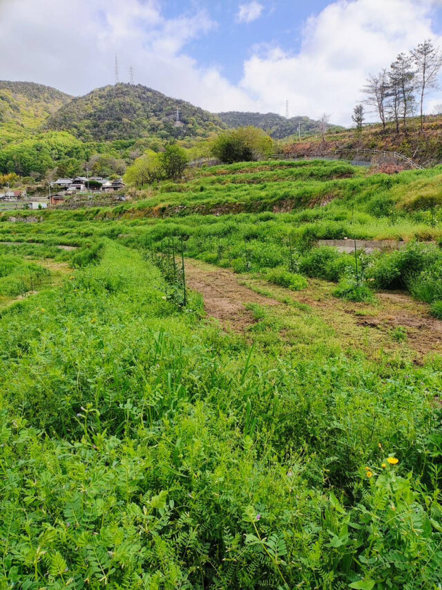 吉名圃場