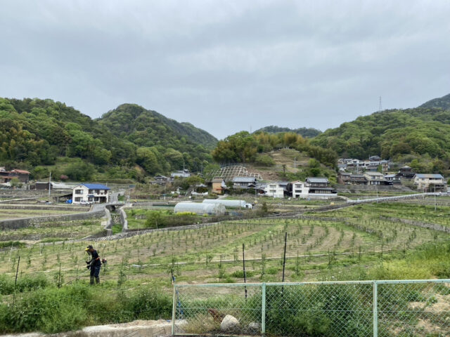 吉名圃場