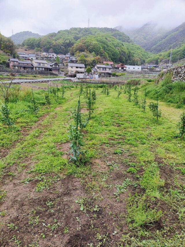 八本松圃場