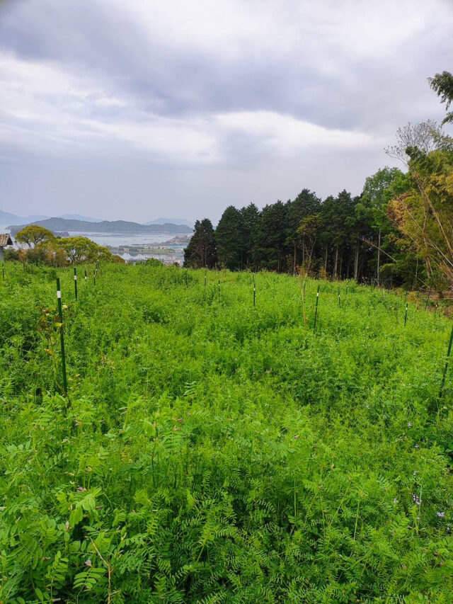 塚崎圃場