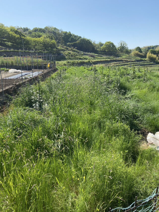 奥吉名圃場