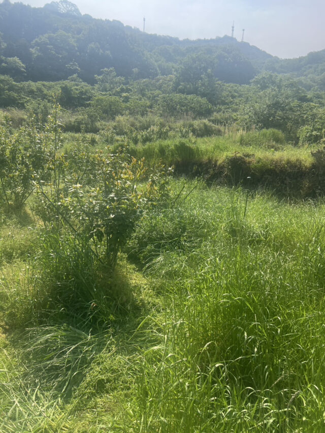 江田島圃場