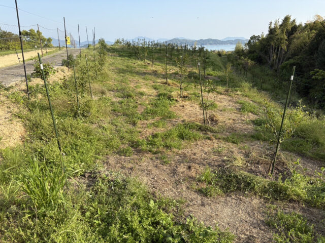 風早圃場