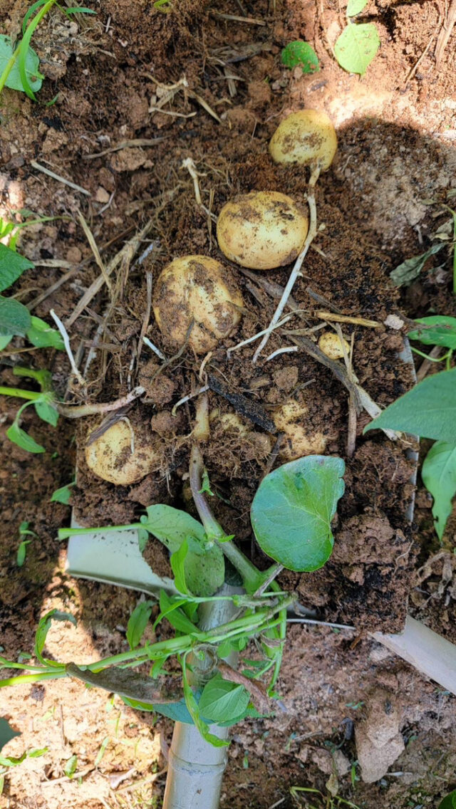 東吉名じゃがいも圃場