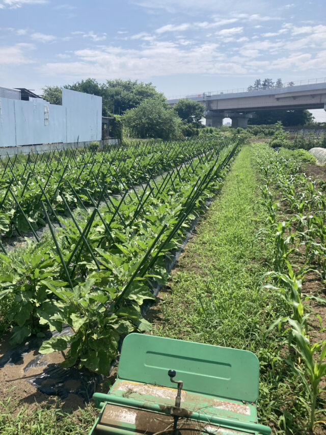 茨城圃場