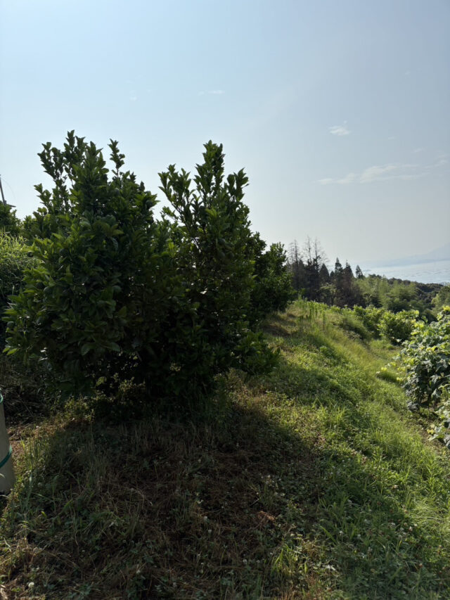 風早圃場