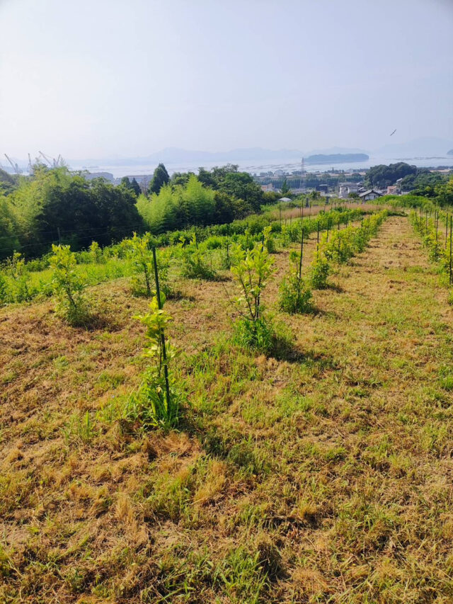 東吉名圃場