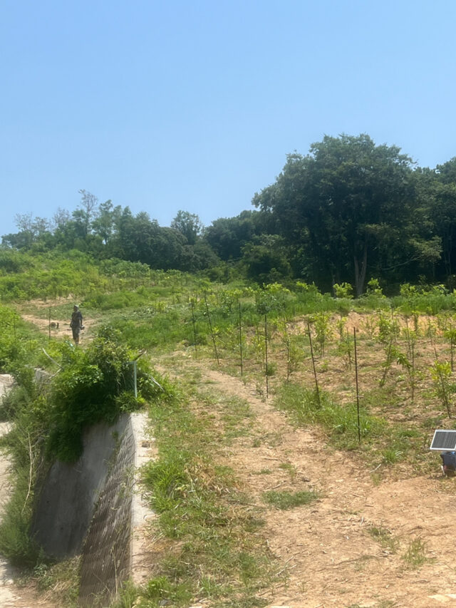 風早圃場