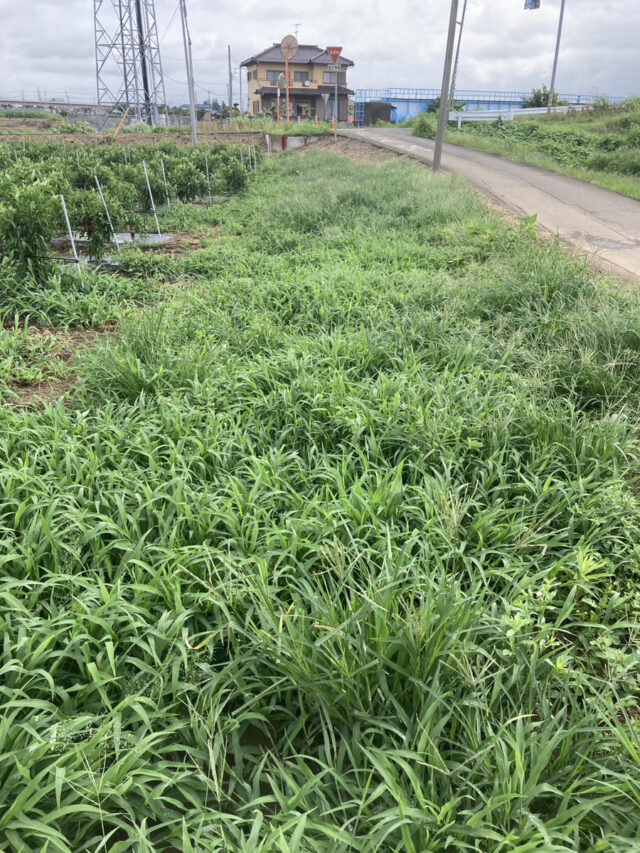 茨城圃場