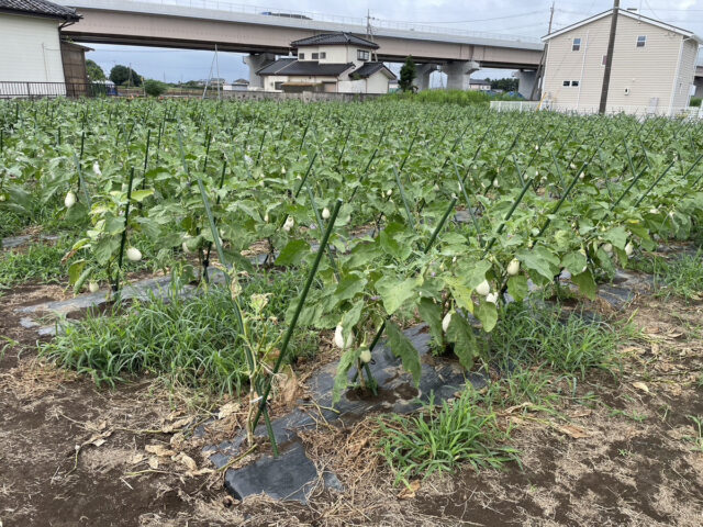 茨城白茄子圃場