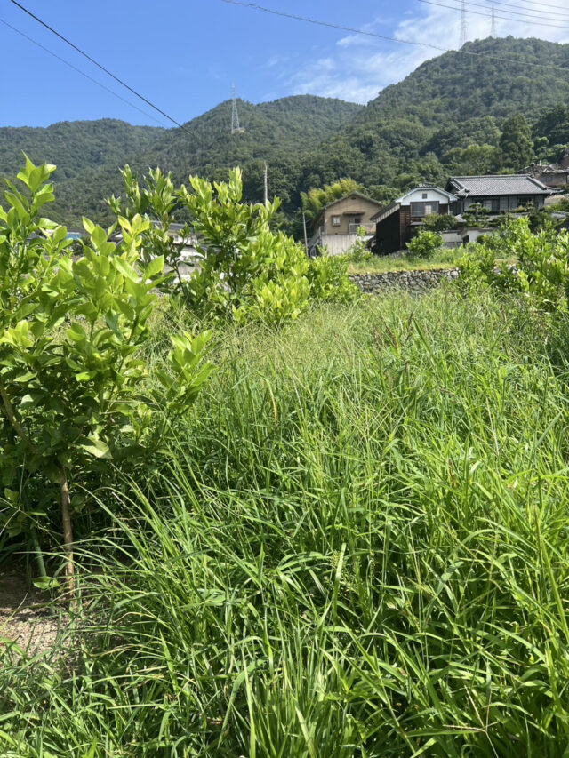 吉名圃場