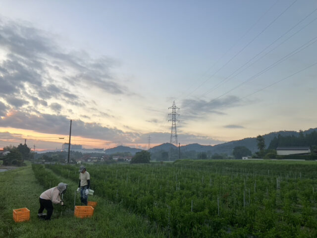 八本松唐辛子圃場