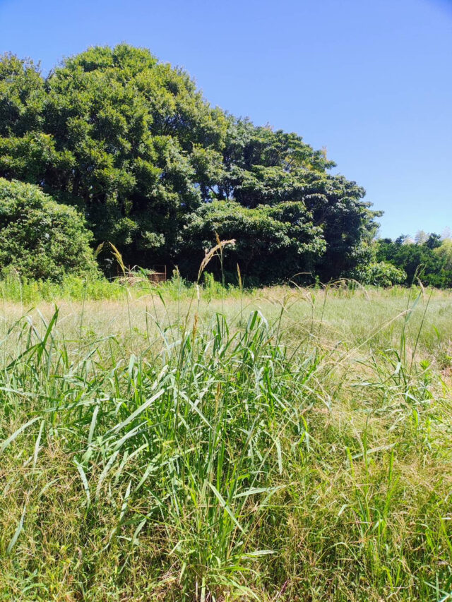 赤崎半島じゃがいも圃場