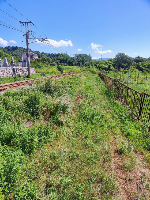 赤崎半島じゃがいも圃場