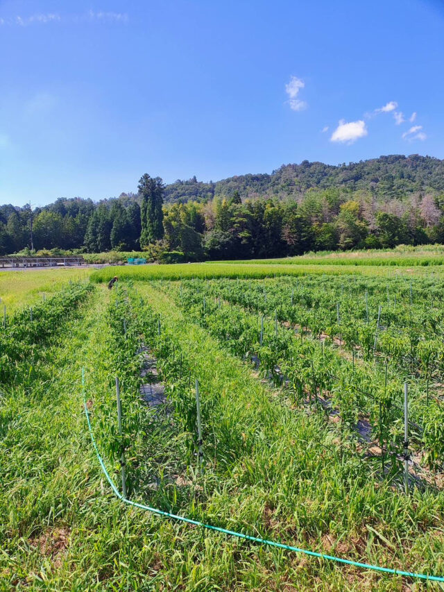 八本松唐辛子圃場