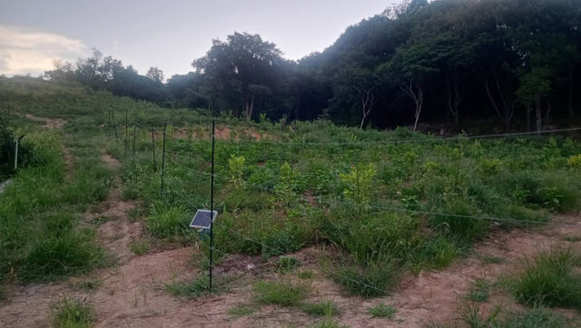 東吉名圃場
