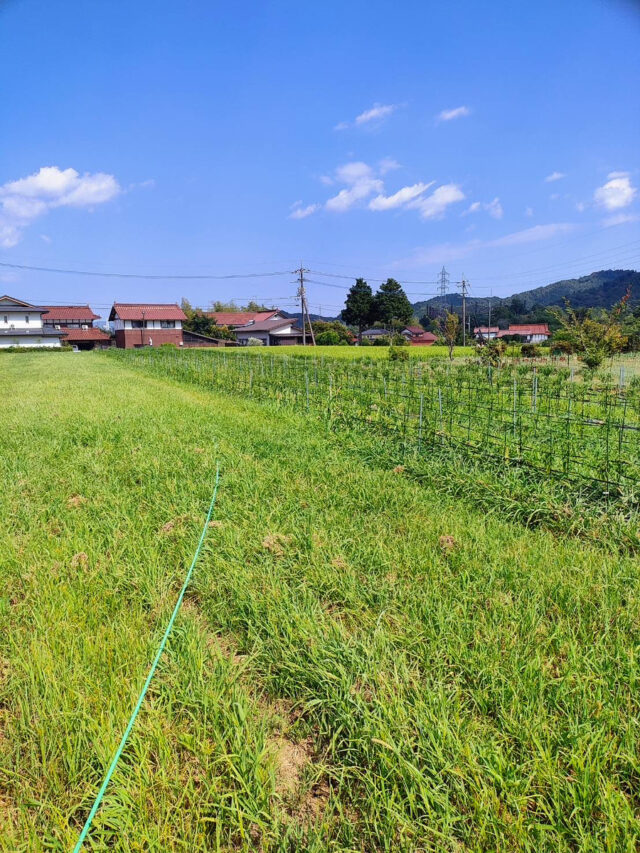 八本松唐辛子圃場