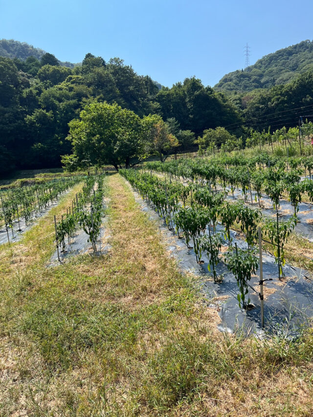 八本松唐辛子圃場