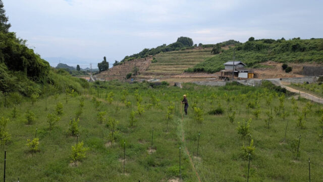赤崎圃場