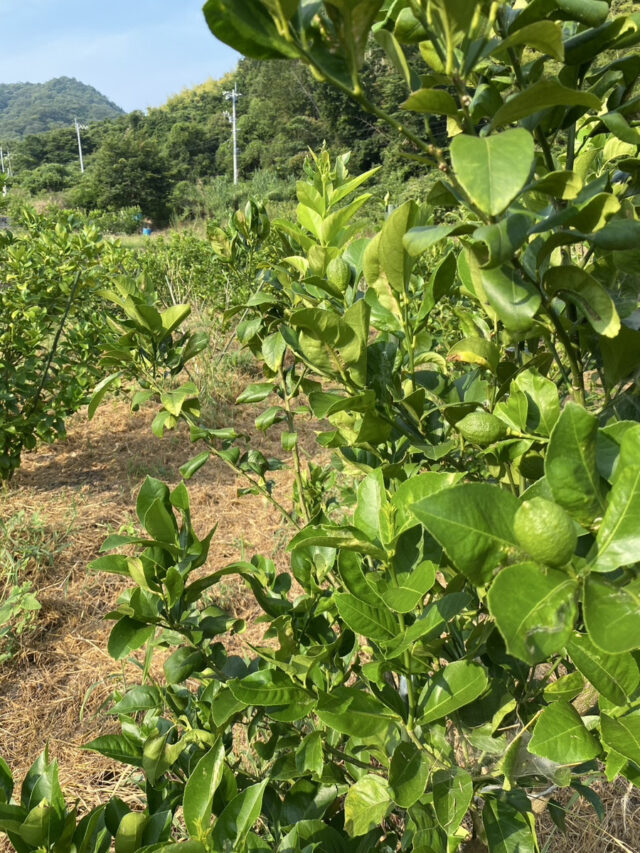 江田島圃場