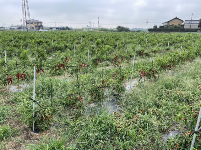 茨城圃場