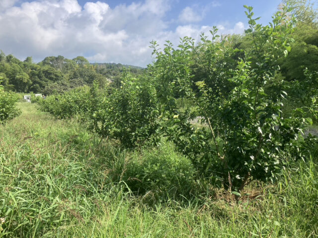 風早圃場