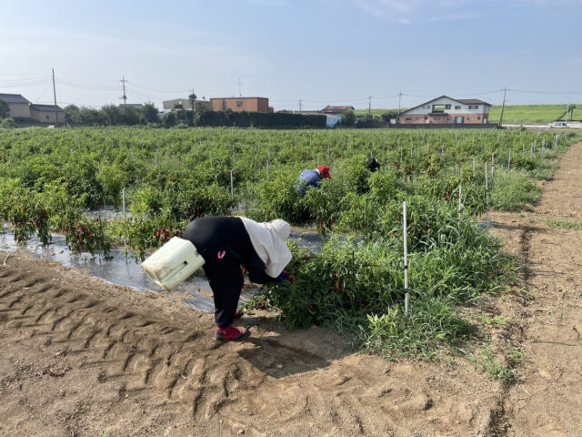 茨城圃場