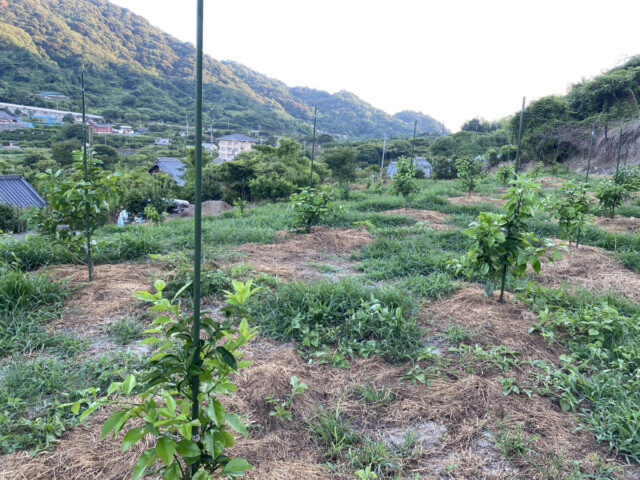 蒲刈圃場