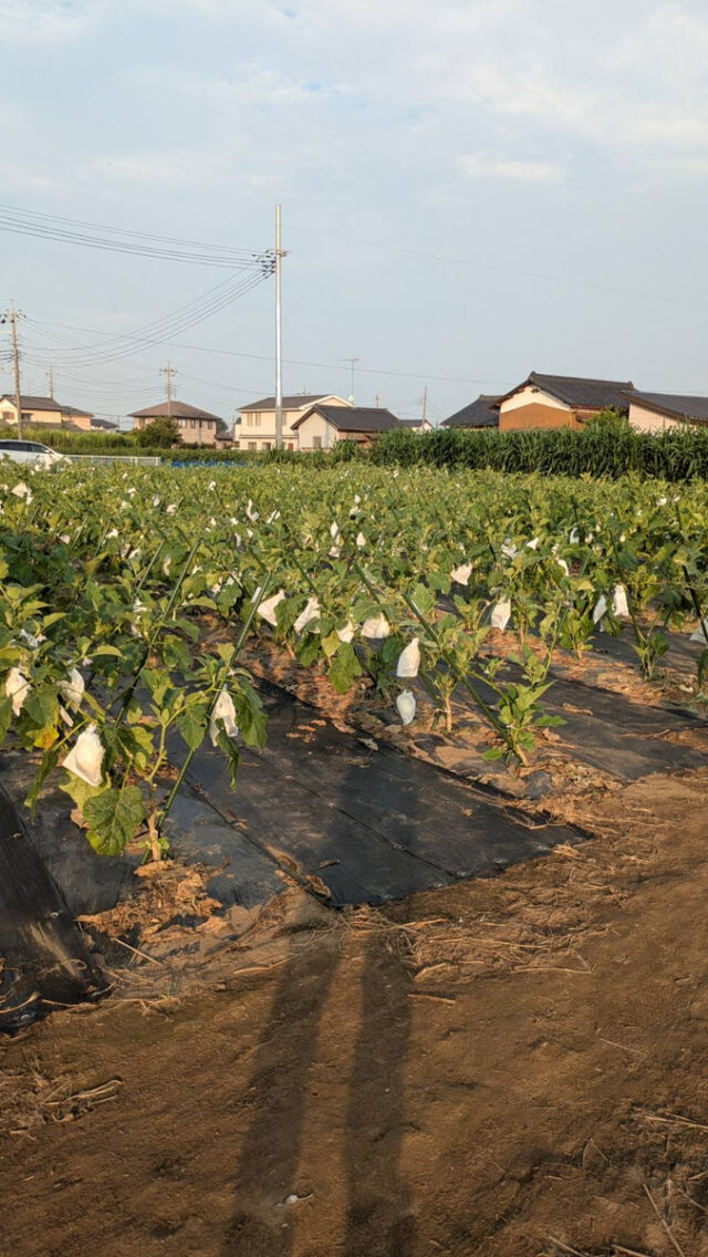 茨城白茄子圃場