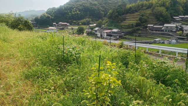 東吉名圃場