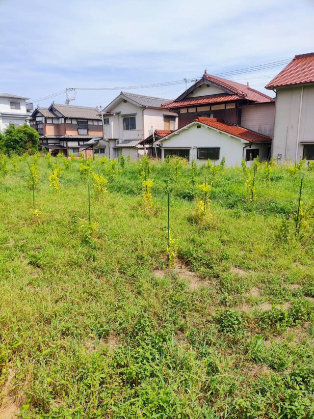 風早圃場