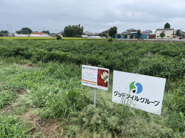 茨城圃場