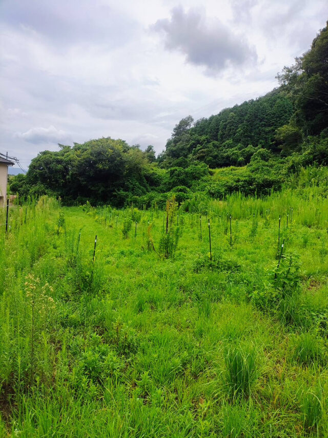 木谷圃場