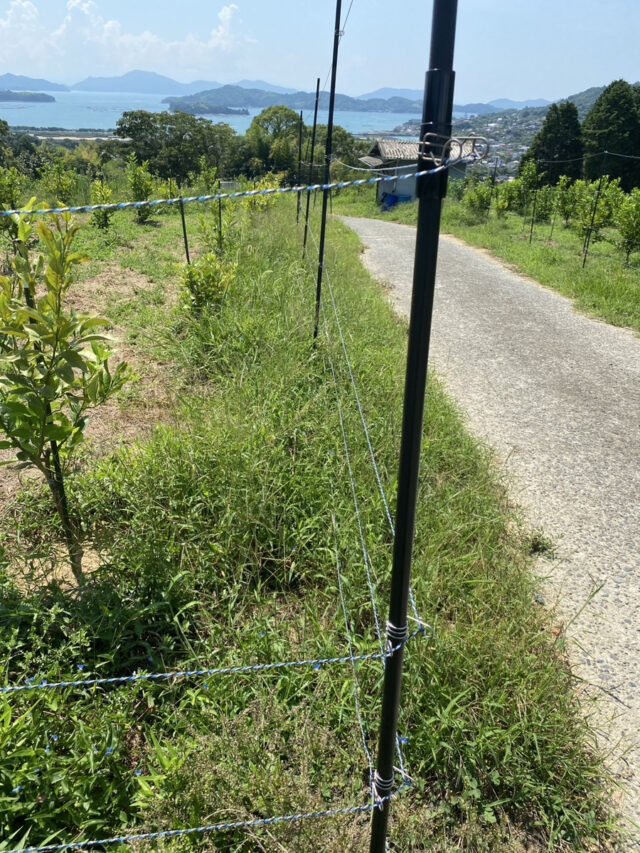 東吉名圃場