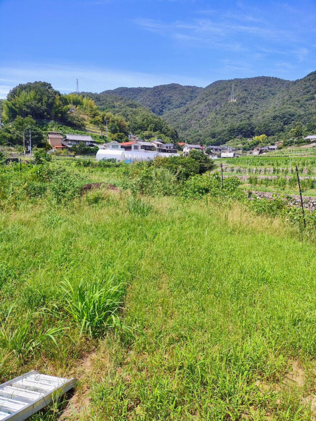 吉名圃場
