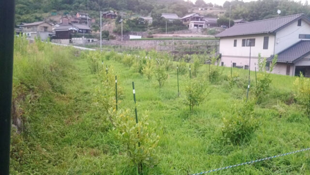 吉名圃場